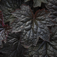 Purpurglöckchen 'Palace Purple' - Heuchera micrantha Palace Purple - Bakker