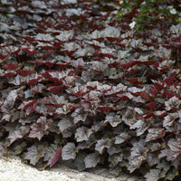 Stauden - Purpurglöckchen 'Palace Purple' - Heuchera micrantha Palace Purple