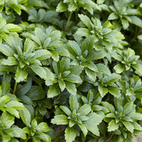 Verkauf Dickmännchen (Pachysandra terminalis) (x3) - Pachysandra terminalis