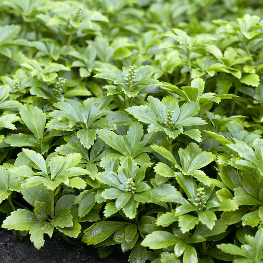 Dickmännchen (Pachysandra terminalis) (x3)