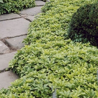 Verkauf Dickmännchen (Pachysandra terminalis) (x3)