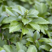 Dickmännchen (Pachysandra terminalis) (x3) - Pachysandra terminalis - Bakker