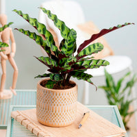 Calathea insignis - Korbmarante 'Insigne' - Calathea