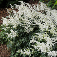 Verkauf Arends Prachtspiere 'Brautschleier' - Astilbe x arendsii Brautschleier