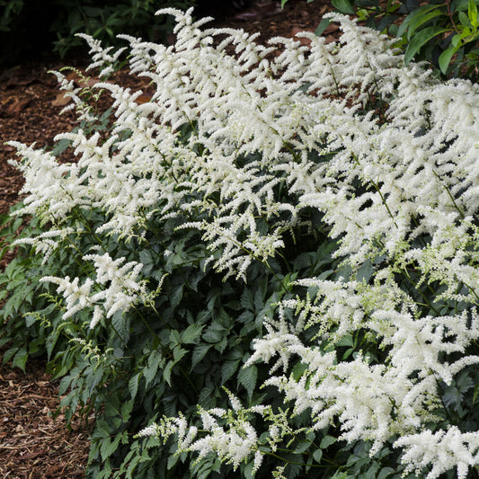 Verkauf Arends Prachtspiere 'Brautschleier' - Astilbe x arendsii Brautschleier
