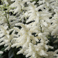 Arends Prachtspiere 'Brautschleier' - Astilbe x arendsii Brautschleier - Bakker