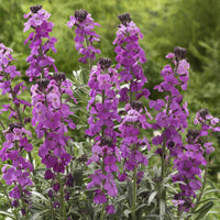 Stauden - Goldlack 'Bowles Mauve' - Erysimum linifolium Bowles Mauve
