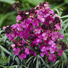 Goldlack 'Bowles Mauve' - Bakker