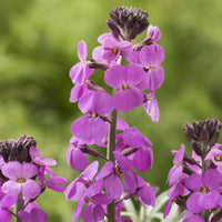 Verkauf Goldlack 'Bowles Mauve' - Erysimum linifolium Bowles Mauve