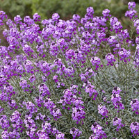 Verkauf Goldlack 'Bowles Mauve'