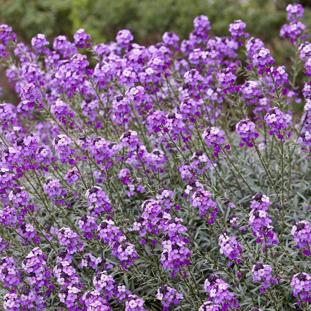 Verkauf Goldlack 'Bowles Mauve'