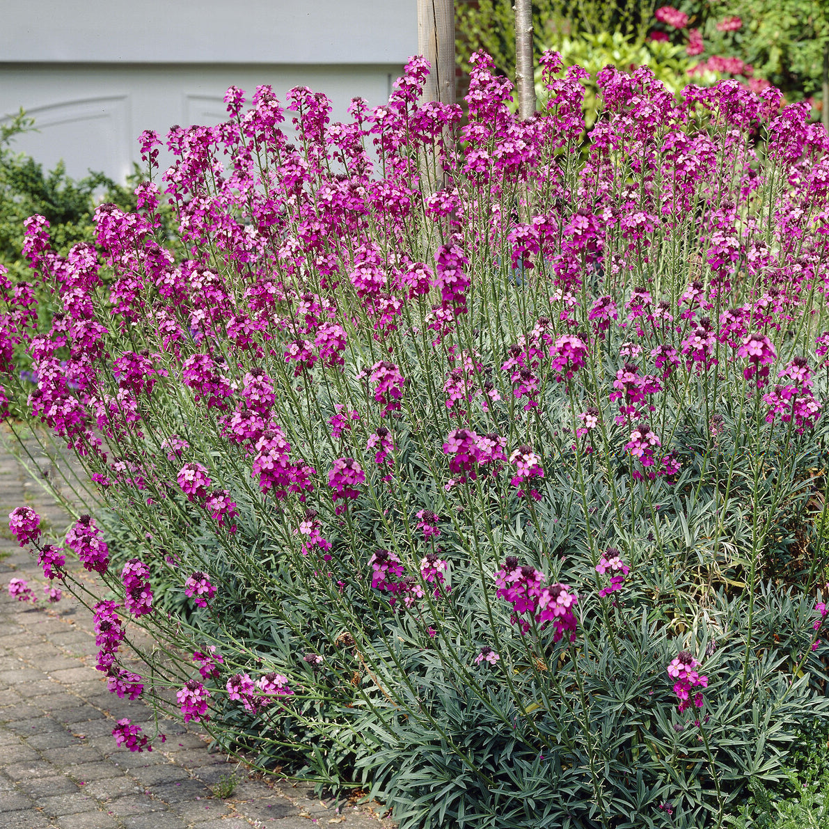 Goldlack 'Bowles Mauve' - Bakker