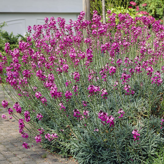 Goldlack 'Bowles Mauve' - Bakker