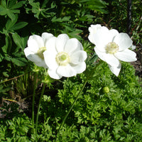 Kronen-Anemonen ‘The Bride’