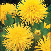 Kaktus Dahlie 'Yellow Happiness' - Dahlia yellow happiness - Blumenzwiebeln