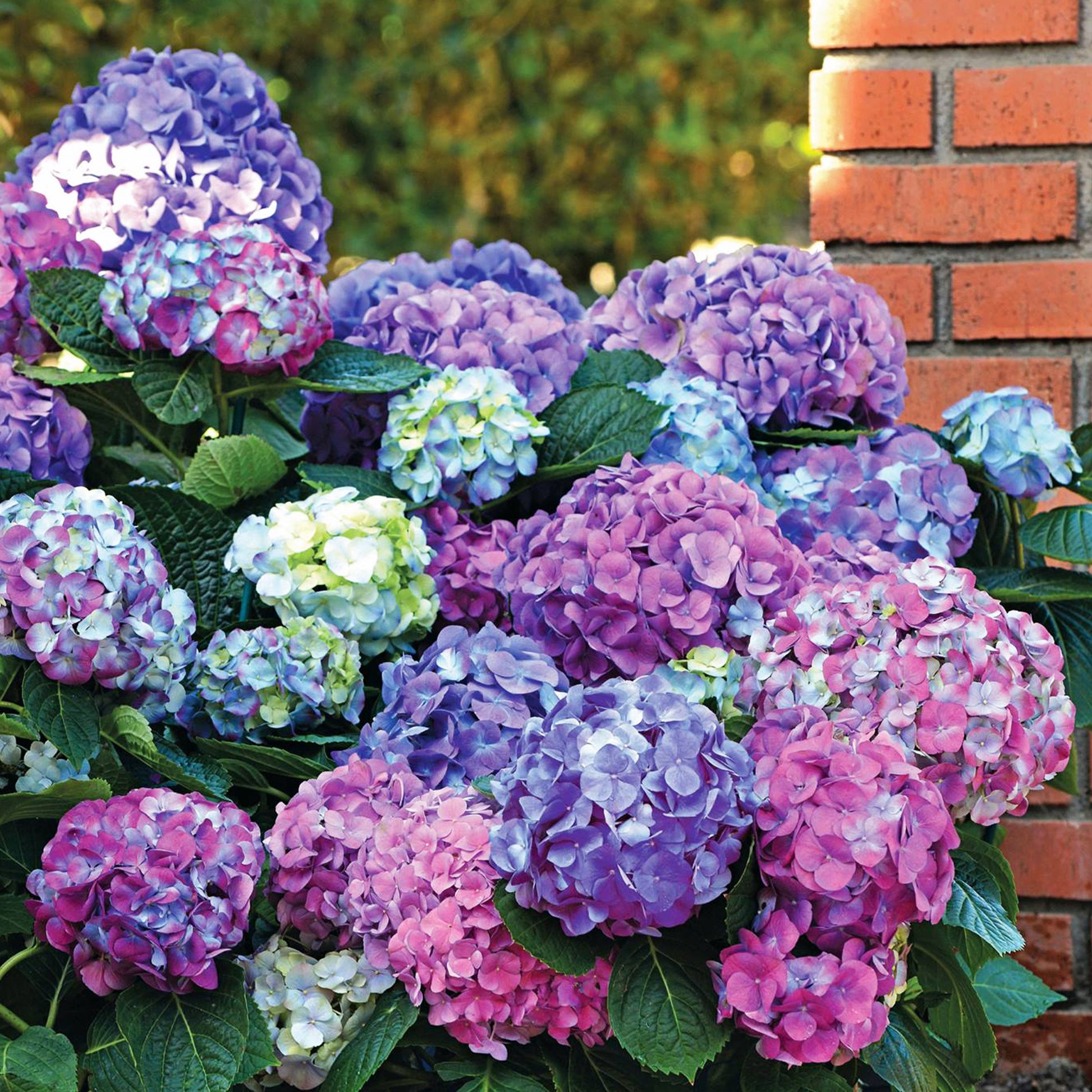 Hortensien-Kollektion für blühende Beete und Hecken. (x3) - Hydrangea macrophylla