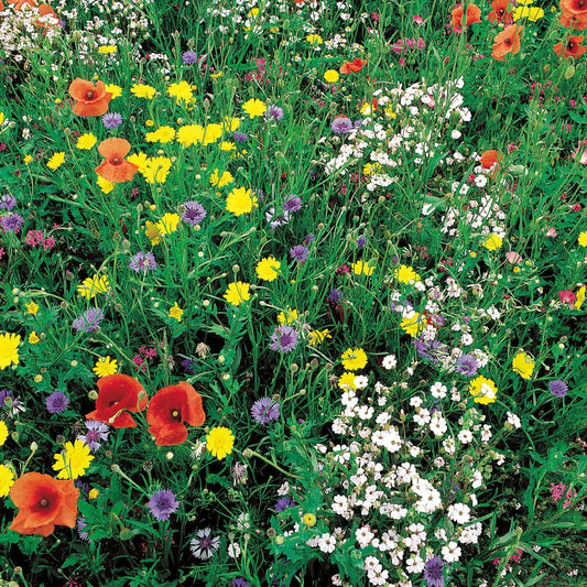 Wildblumenmischung MaxiPack - Bakker