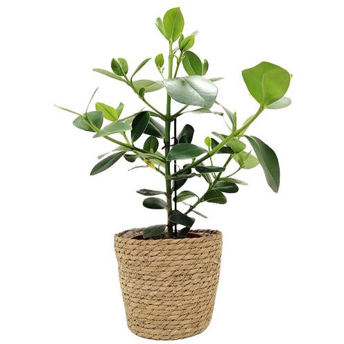 Basket Fenna - Bakker