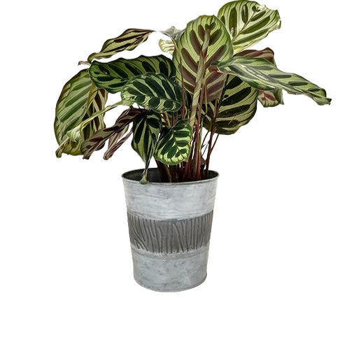 Zinc Bucket - Bakker