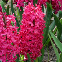Hyazinthe 'Jan Bos' (x6)