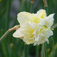 Gefüllte Narzisse 'Obdam' (x10) - Narcissus obdam - Bakker