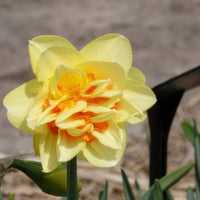 Narzissen-Zwiebeln - Gefüllte Narzisse 'Tahiti' (x10) - Narcissus Tahiti