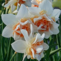 Gefüllte Narzissen 'Replete' (x10) - Narcissus replete - Bakker