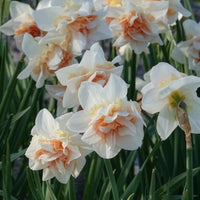 Narzissen-Zwiebeln - Gefüllte Narzissen 'Replete' (x10) - Narcissus replete