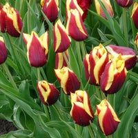 Tulpen-Zwiebeln - Tulpe 'Gavota' (x10) - Tulipa gavota
