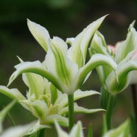 Verkauf Tulipa greenstar - Lilienblütige Tulpe 'Greenstar' (x10)