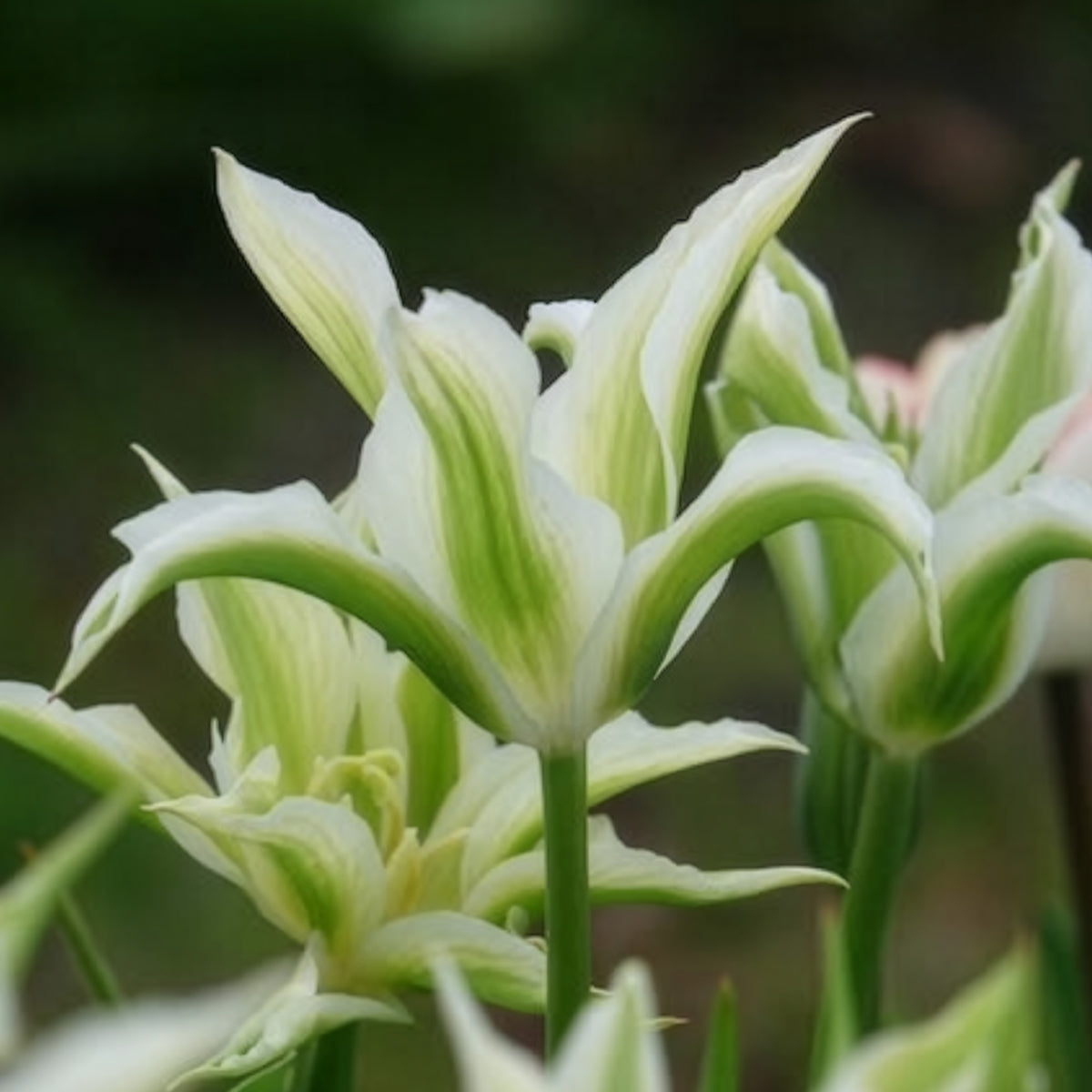 Verkauf Tulipa greenstar - Lilienblütige Tulpe 'Greenstar' (x10)