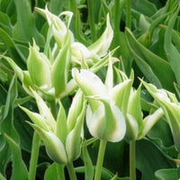Lilienblütige Tulpe 'Greenstar' (x10) - Tulpen-Zwiebeln - Bakker