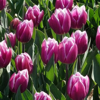 Verkauf Triumph-Tulpen Synaeda Blue (x10) - Tulpen-Zwiebeln