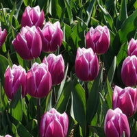 Verkauf Tulpen-Zwiebeln - Triumph-Tulpen Synaeda Blue (x10)