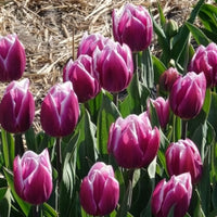 Tulpen-Zwiebeln - Triumph-Tulpen Synaeda Blue (x10) - Tulipa Synaeda Blue