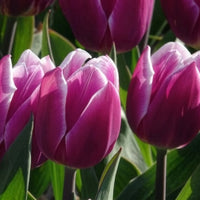 Verkauf Triumph-Tulpen Synaeda Blue (x10)