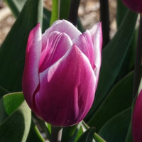 Triumph-Tulpen Synaeda Blue (x10) - Tulpen-Zwiebeln - Bakker
