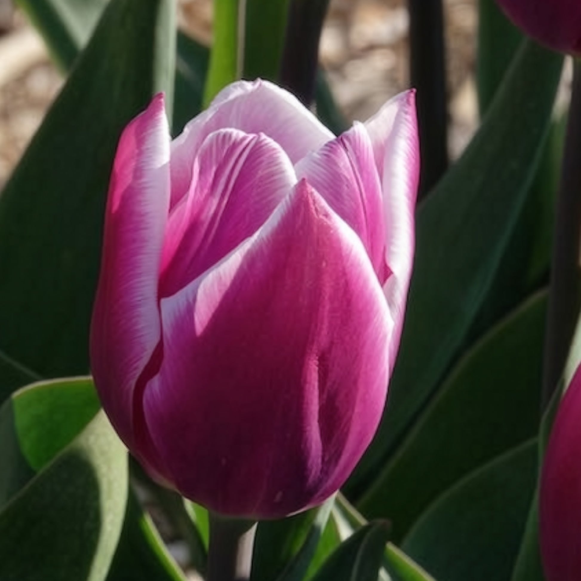 Triumph-Tulpen Synaeda Blue (x10) - Tulpen-Zwiebeln - Bakker