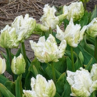Verkauf Papageien-Tulpen White Parrot (x7) - Tulipa 'white parrot'