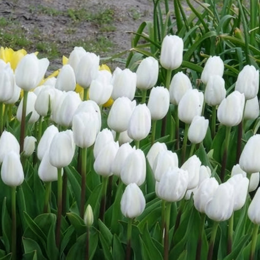 Triumph-Tulpen Royal Virgin - Bakker