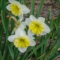 Verkauf Narzissen mit großer Krone Ice Follies (x5) - Narcissus 'ice follies'