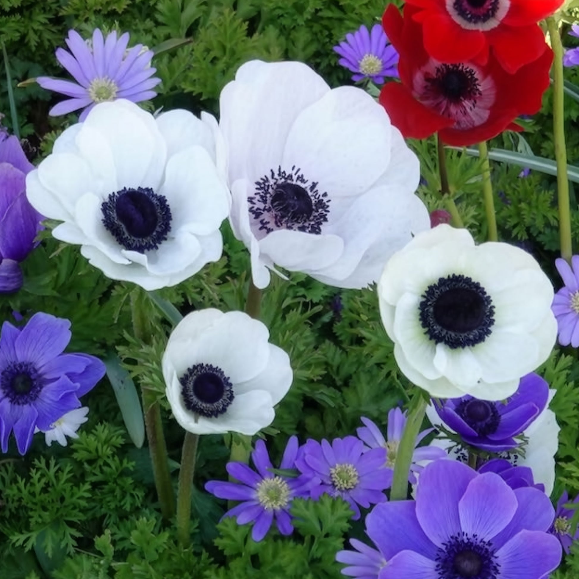 Kronen-Anemonen ‘The Bride’