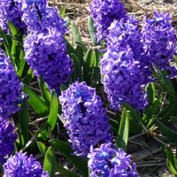 Verkauf Hyazinthe 'Delft Blue' - Hyacinthus orientalis Delft Blue