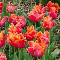 7 Papageientulpen Amazing Parrot - Tulpen-Zwiebeln - Bakker
