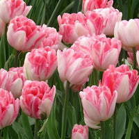 Tulpen 'Foxtrot' (x10) - Tulpen-Zwiebeln - Bakker