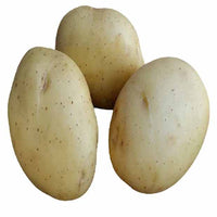 Vitabella-Kartoffeln BIO - Solanum tuberosum vitabella - Gemüsegarten