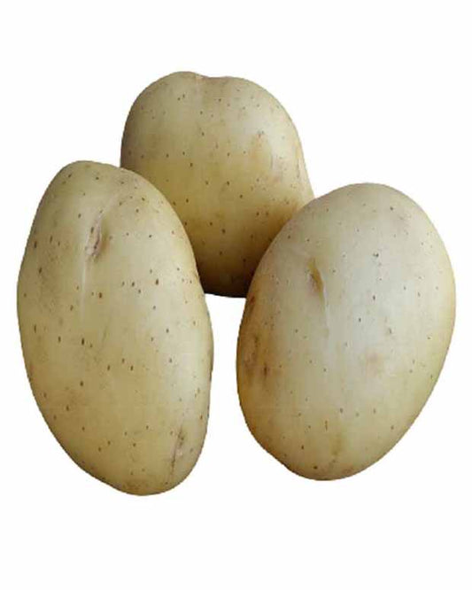 Vitabella-Kartoffeln BIO - Solanum tuberosum vitabella - Gemüsegarten