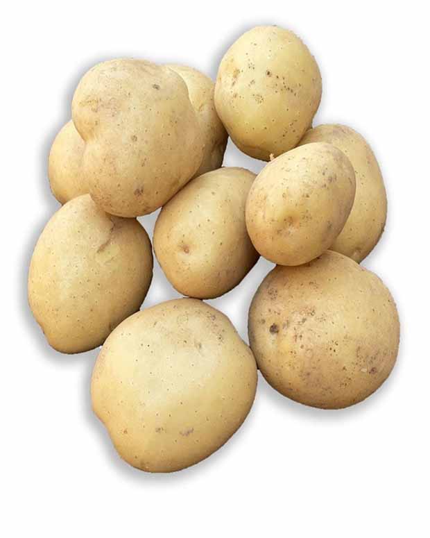 Vitabella-Kartoffeln BIO - Solanum tuberosum vitabella - Kartoffeln