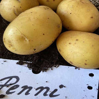 Solanum tuberosum penni