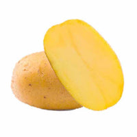 Goldmarie Kartoffeln BIO - Solanum tuberosum goldmarie - Gemüsegarten